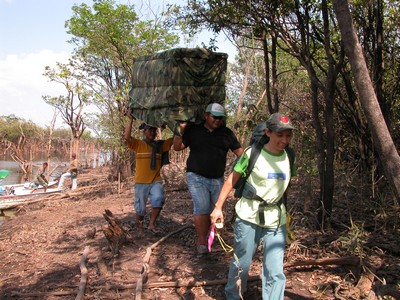 Devolução de gavião-real reabilitado. Nhamundá, AM. 2006.