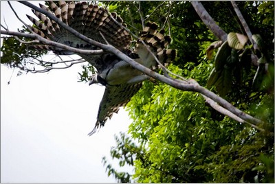 Harpia devolvida à natureza após reabilitação. Bahia. 2008.